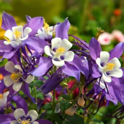 Ancolie Mrs M. Nicholls - Fleurs bicolores dès mai