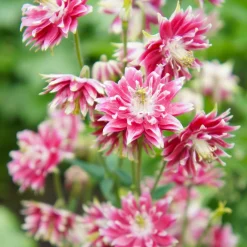 Ancolie Nora Barlow - Des pompons roses au jardin