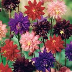 3 Ancolies Barlow en mélange - Des fleurs doubles sans effort
