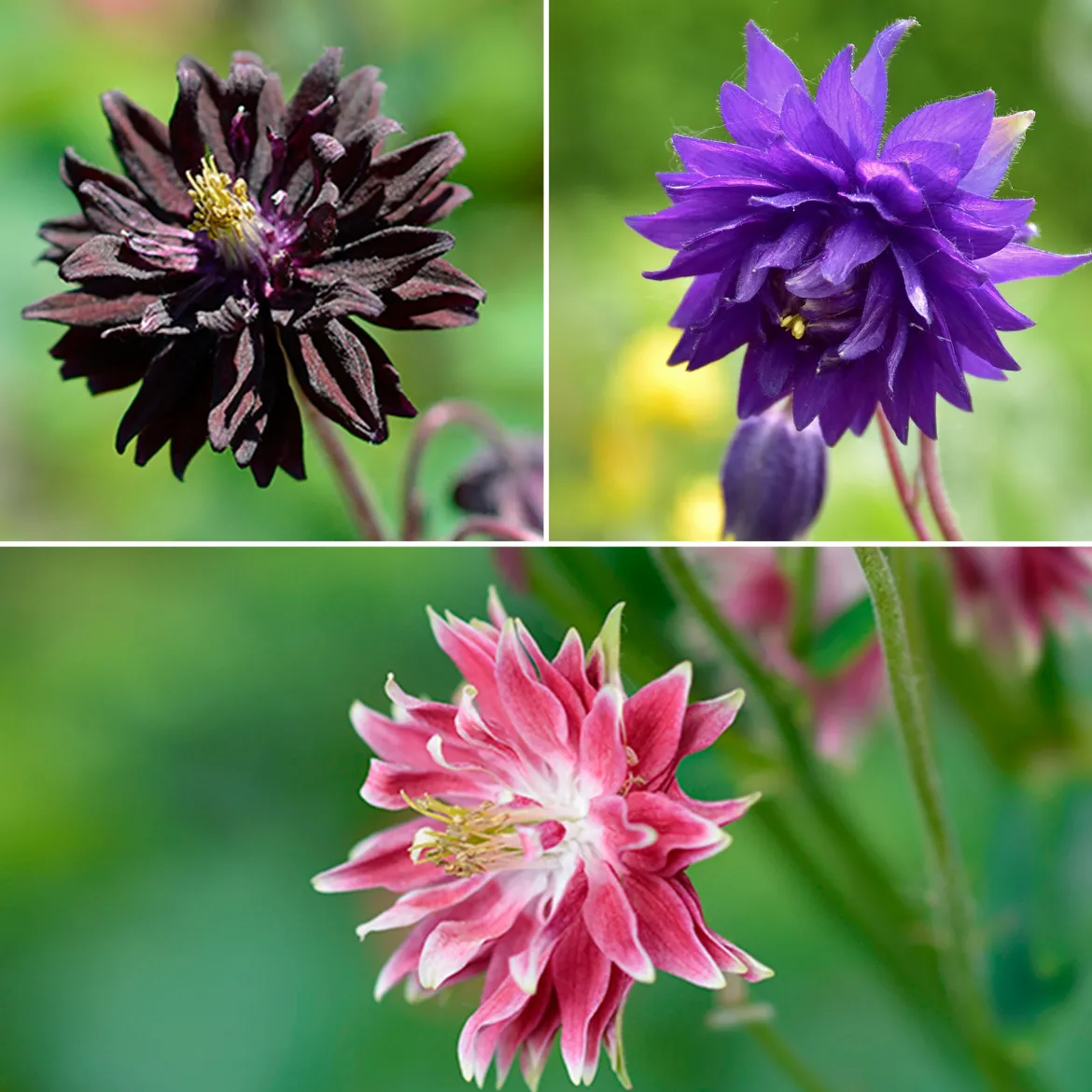 3 Ancolies Barlow en mélange - Des fleurs doubles sans effort