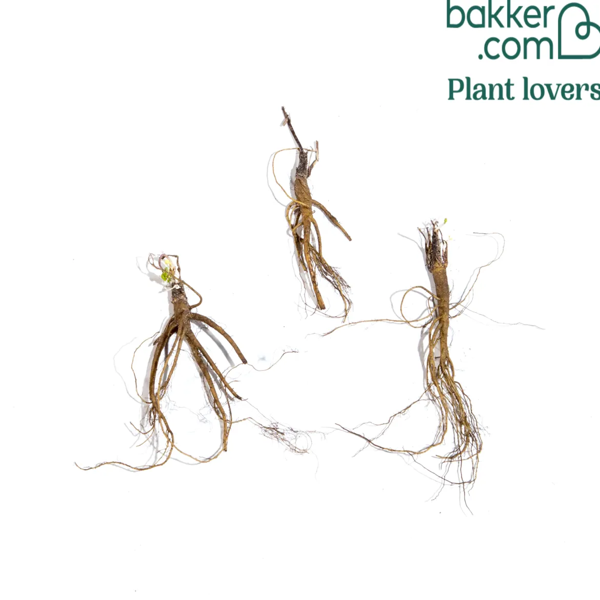 3 Ancolies Barlow en mélange - Des fleurs doubles sans effort