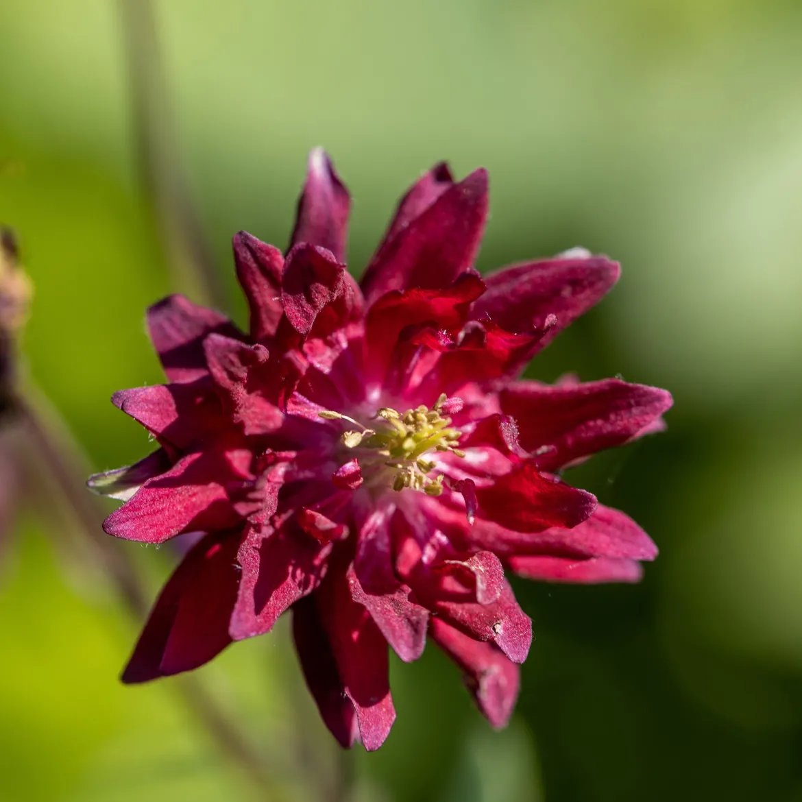 Ancolie vulgaris Ruby Port - Le rouge profond qui illumine l'ombre