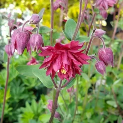 Ancolie vulgaris Ruby Port - Le rouge profond qui illumine l'ombre