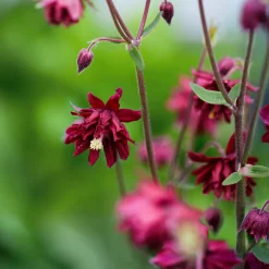 Ancolie vulgaris Ruby Port - Le rouge profond qui illumine l'ombre