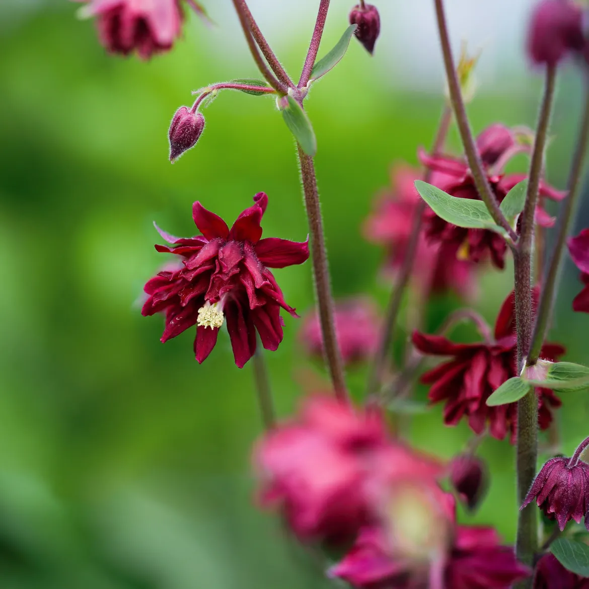 Ancolie vulgaris Ruby Port - Le rouge profond qui illumine l'ombre