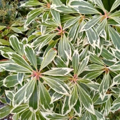 Andromède Flaming Silver - Un feuillage qui change 3 fois