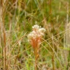 Andropogon - Barbon fendu - Éclat argenté au jardin