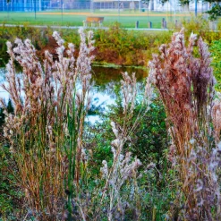 Andropogon - Barbon fendu - Éclat argenté au jardin