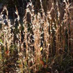 Andropogon - Barbon fendu - Éclat argenté au jardin