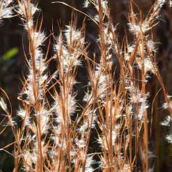 Andropogon - Barbon fendu - Éclat argenté au jardin