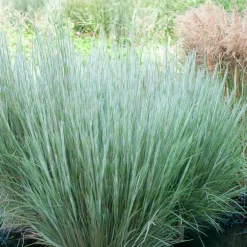 Andropogon Ha Ha Tonka - Colonne bleutée qui vire au feu