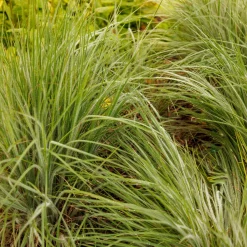 Andropogon Ha Ha Tonka - Colonne bleutée qui vire au feu