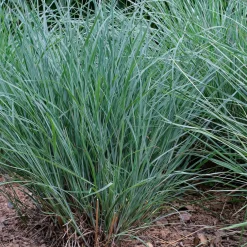 Andropogon Prairie Blues - Le bleu qui rougit l'automne