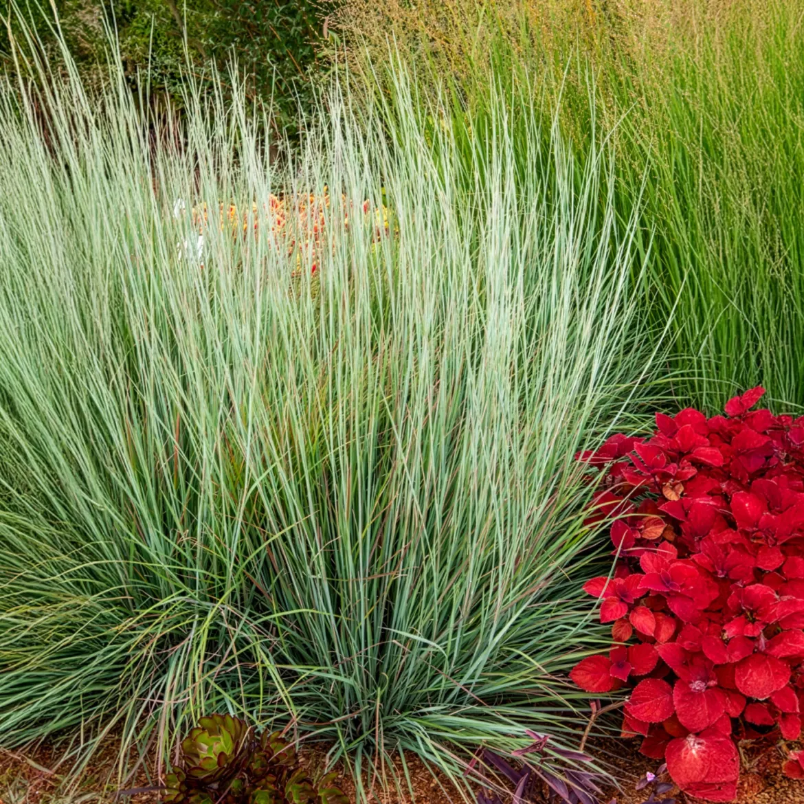 Andropogon Standing Ovation - Le feuillage qui change de couleur