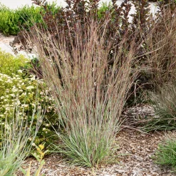 Andropogon Standing Ovation - Le feuillage qui change de couleur