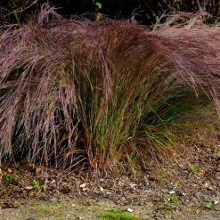 Andropogon Standing Ovation - Le feuillage qui change de couleur