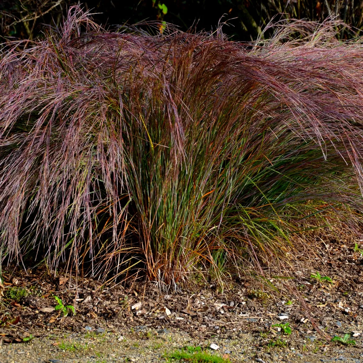 Andropogon Standing Ovation - Le feuillage qui change de couleur
