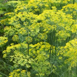 Aneth Bouquet - Aneth frais toute la belle saison