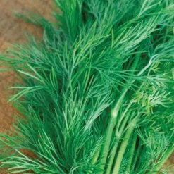Aneth Bouquet Bio - Aneth frais tout l'été