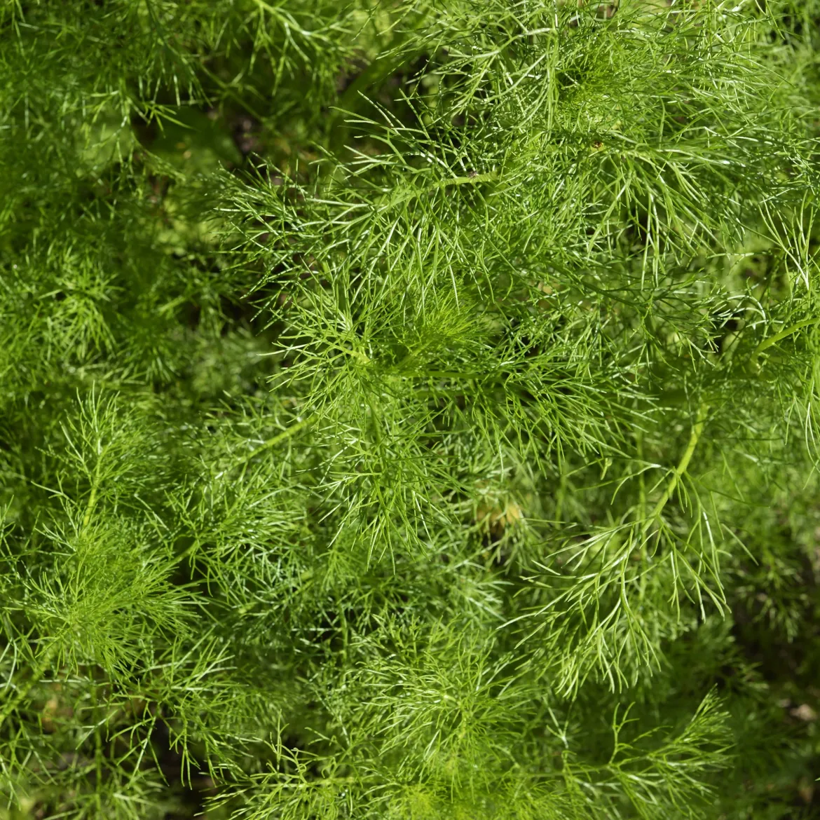 Aneth Bouquet Compatto - Aneth frais à portée de main