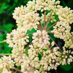 Angélique officinale - La géante parfumée du jardin
