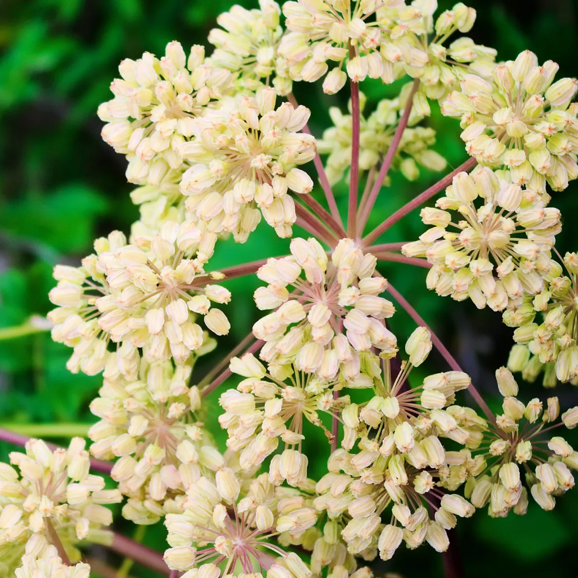 Angélique officinale - La géante parfumée du jardin