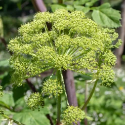 Angélique officinale - La géante parfumée du jardin