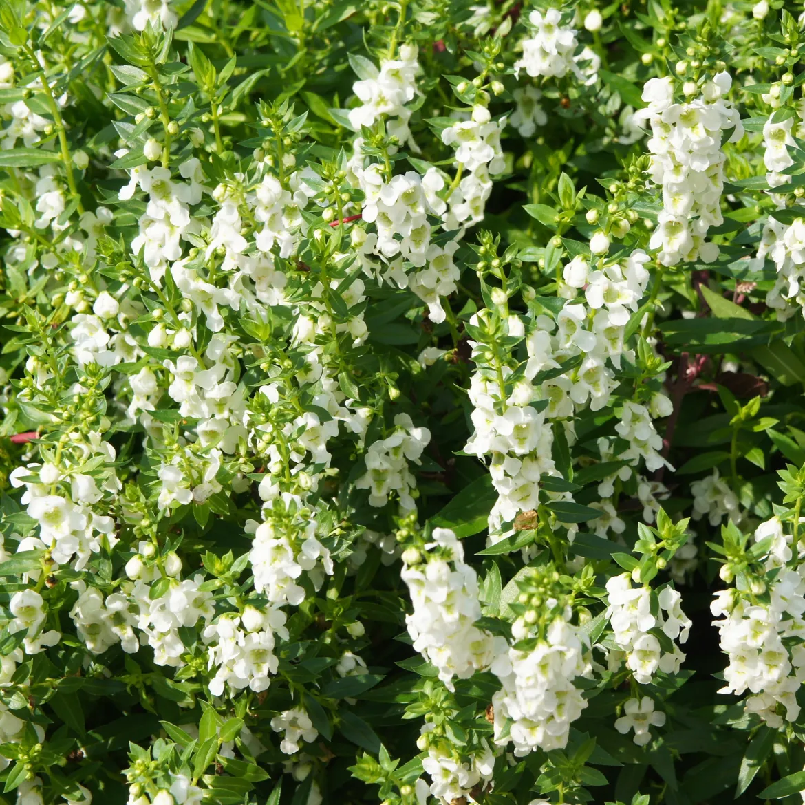 Angélonia blanche - Fleurs tout l'été sans effort