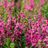 Angélonia rose - Fleurs fuchsia tout l'été