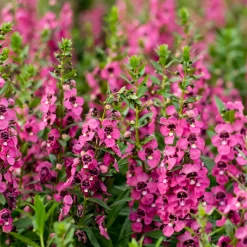 Angélonia rose - Fleurs fuchsia tout l'été