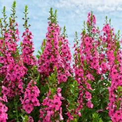 Angélonia rose - Fleurs fuchsia tout l'été
