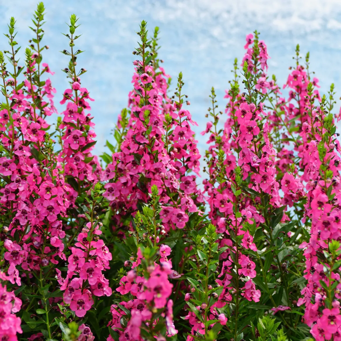 Angélonia rose - Fleurs fuchsia tout l'été