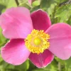 Anémone d'automne Praecox - L'automne fleuri sans effort