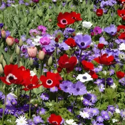 Anémone de Caen en mélange - Un tapis de couleurs vives