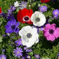 Anémone de Caen en mélange - Un tapis de couleurs vives
