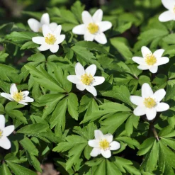 Anémone des bois - Un tapis blanc au printemps