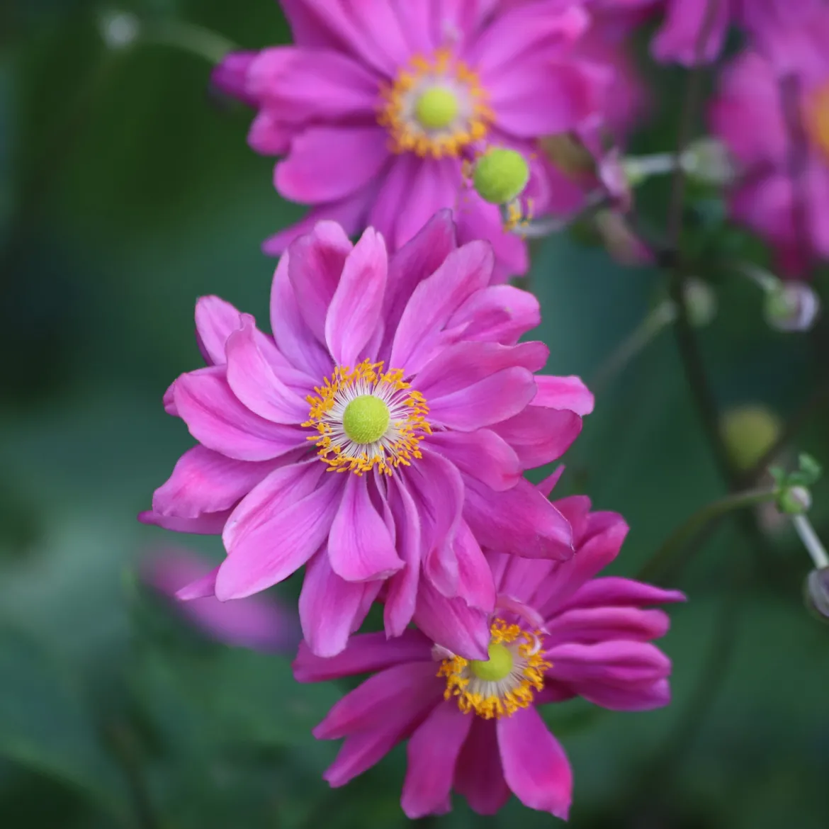 Anémone du Japon Pamina - Fleurs roses tout l'automne