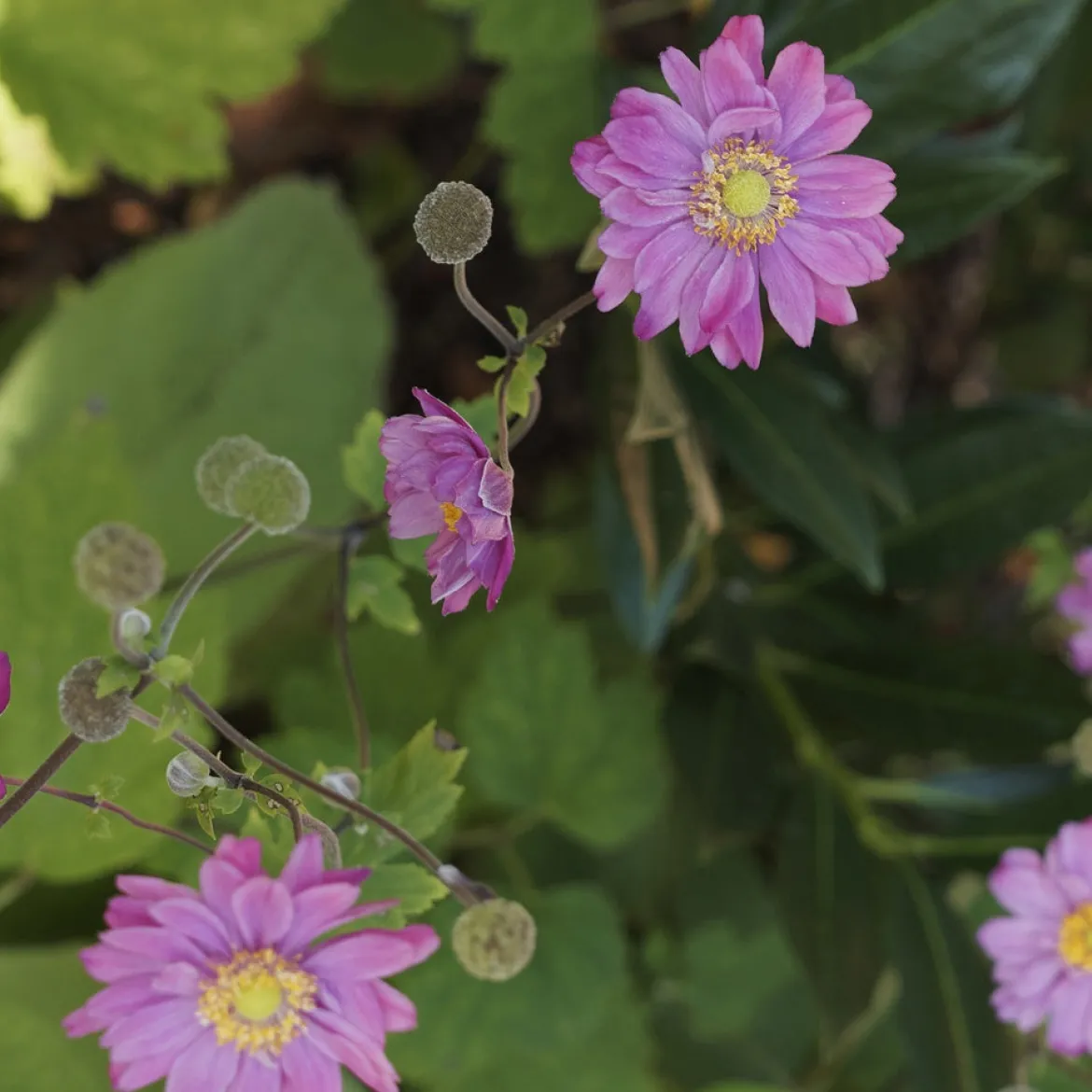 Anémone du Japon Pamina - Fleurs roses tout l'automne