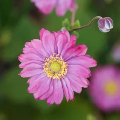Anémone du Japon Pamina - Fleurs roses tout l'automne
