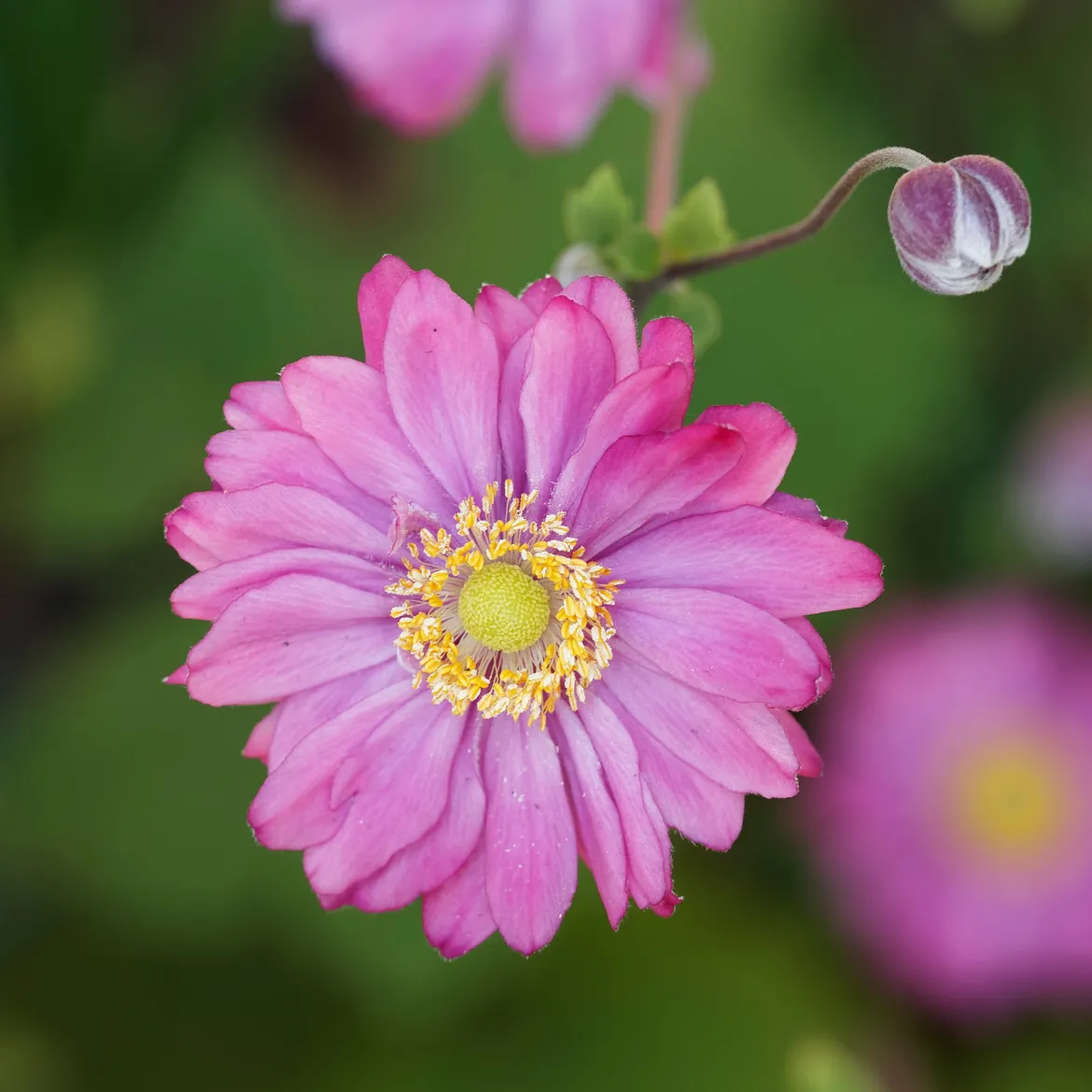 Anémone du Japon Pamina - Fleurs roses tout l'automne