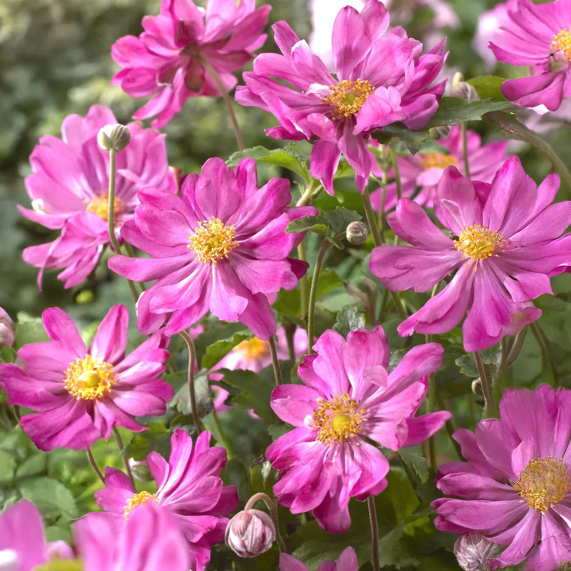 Anémone du Japon 'Prinz Heinrich - Le jardin fleuri jusqu'en octobre