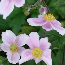 Anémone du Japon Robustissima - Fleurit quand tout fane