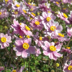 Anémone du Japon Serenade - Fleurs roses tout l'automne