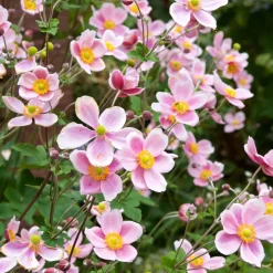 Anémone du Japon Serenade - Fleurs roses tout l'automne
