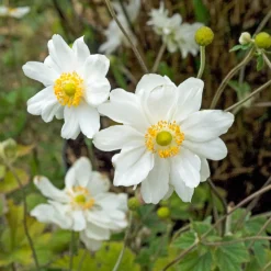 Anémone du Japon 'Whirlwind' - L'automne en fleurs blanches
