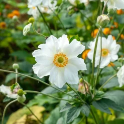 Anémone du Japon 'Whirlwind' - L'automne en fleurs blanches