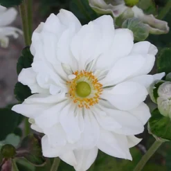 Anémone du Japon 'Whirlwind' - L'automne en fleurs blanches