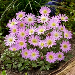 Anémone Pink Star - Un tapis rose en un clin d'œil
