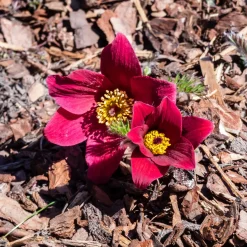 Anémone pulsatille rouge - Floraison rouge dès mars