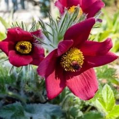 Anémone pulsatille rouge - Floraison rouge dès mars